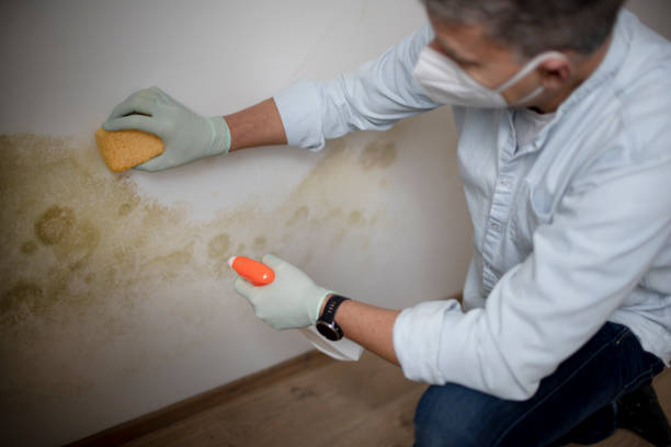 Best Mold Testing  in Coleraine, MN
