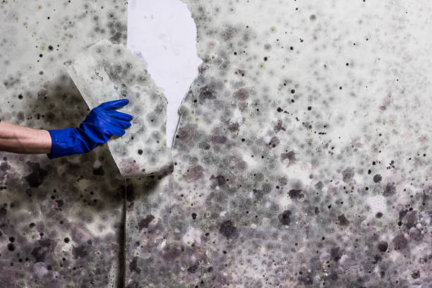 Best Certified Mold Removal  in Coleraine, MN
