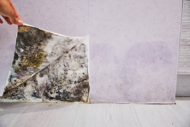 Attic Mold Removal in Coleraine, MN